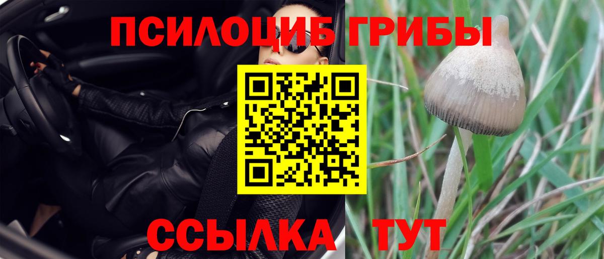 Галлюциногенные грибы мицелий  продажа наркотиков  Вичуга  Вход с VPN  Псилоцибиновые грибы Psilocybine cubensis 